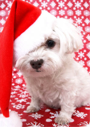 Dog Wearing Santa Hat (code 2002)