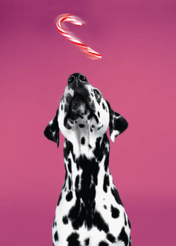 Dalmatian (code 8762)