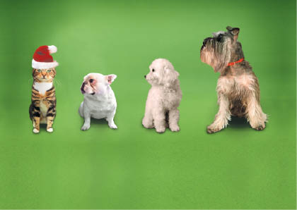 Dogs Looking at Cat (code 8793)