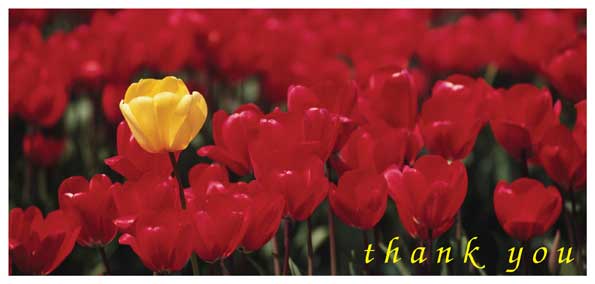 TYC17 - Red Tulips with Yellow Tulips