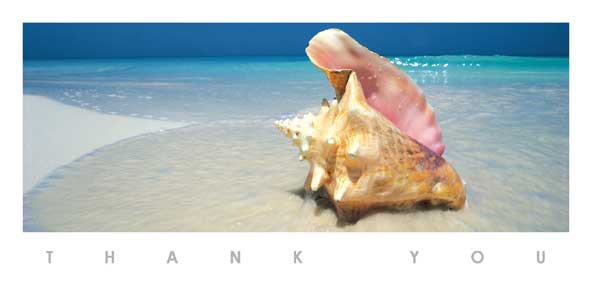 TYC39 - Shell on Beach