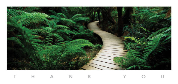 TYC41 - Rainforest