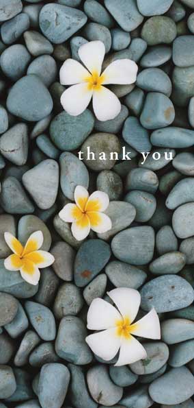 TYC42 - Stones and Frangipani's