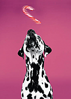 Dalmatian (code 8762)