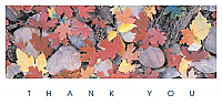 TYC25 - Autumn