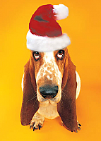 Basset Hound in Santa Hat (code 8755)