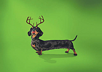 Sausage Dog (code 8748)