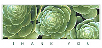 TYC18 - Green Succulents