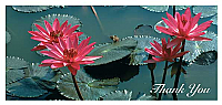 TYC14 - Waterlillies