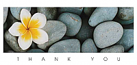 TYC19 - Frangipani